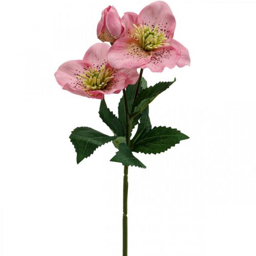 Floristik24 Rose de Noël, rose lenten, ellébore, plantes artificielles rose L34cm 4pcs