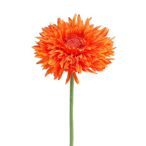 Floristik24 Chrysanthème Teddy 63 cm orange