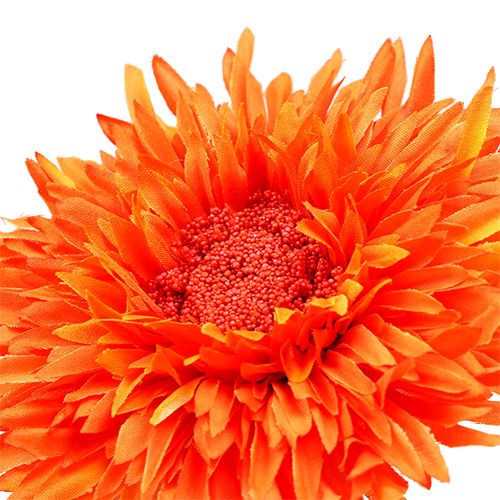 Floristik24 Chrysanthème Teddy 63 cm orange