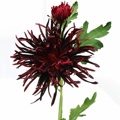 Floristik24 Chrysanthème Rouge Foncé 73cm