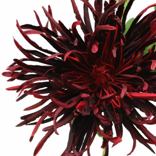 Floristik24 Chrysanthème Rouge Foncé 73cm