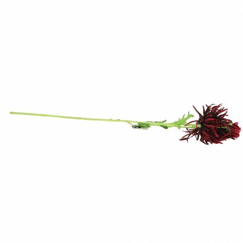 Floristik24 Chrysanthème Rouge Foncé 73cm