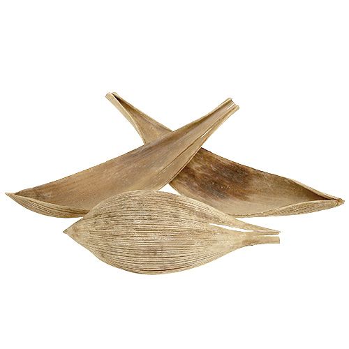 Floristik24 Coquilles de noix de coco feuilles de noix de coco blanchies 25 pcs