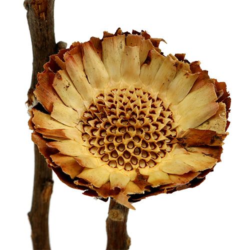 Article Protée Compacta Rosace Couleur naturelle claire Ø6cm 25pcs