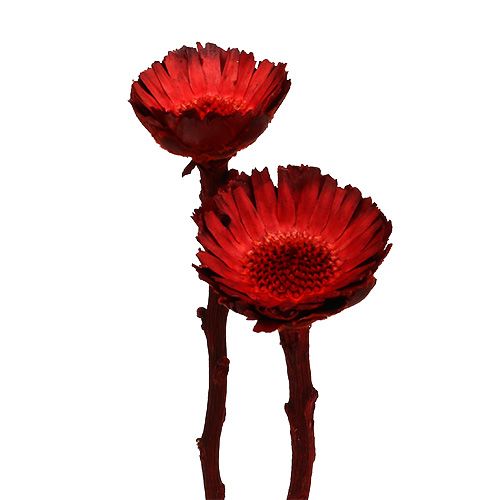 Floristik24 Rosace Compacta rouge 40 pcs