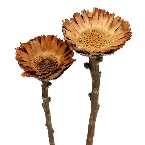 Floristik24 Rosace Compacta 100 pcs