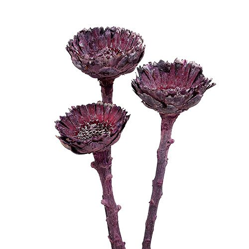 Article Compacta Rosette Mûre Givrée 20 pcs