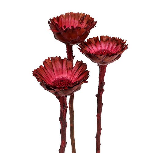 Protéa Compacta Rosace séchée Fuchsia Ø4-6cm 40 pcs