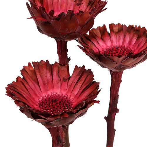 Article Protéa Compacta Rosace séchée Fuchsia Ø4-6cm 40 pcs