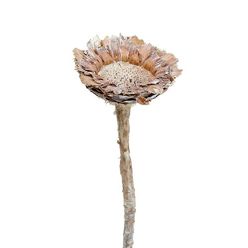 Floristik24 Coronata Rosette 25 pcs.