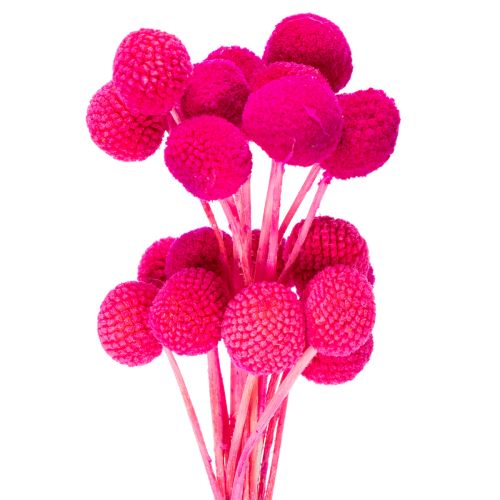 Craspedia séchées bouquet 55 cm 20 tiges rose