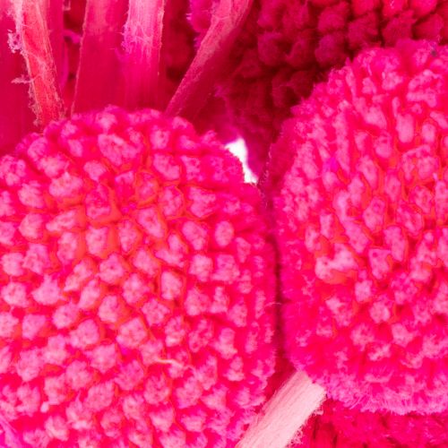 Craspedia séchées bouquet 55 cm 20 tiges rose | Floristik24.fr