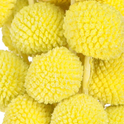 Article Craspedia fleurs séchées colorées jaune-vert 50-55cm 20pcs