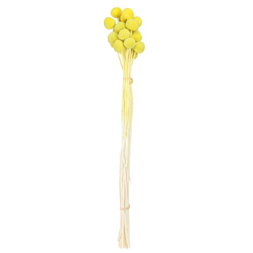Article Craspedia fleurs séchées colorées jaune-vert 50-55cm 20pcs