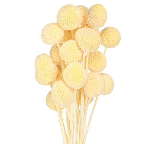 Floristik24 Craspédie globuleuse séchée teintée Crème 50-55cm 20pcs