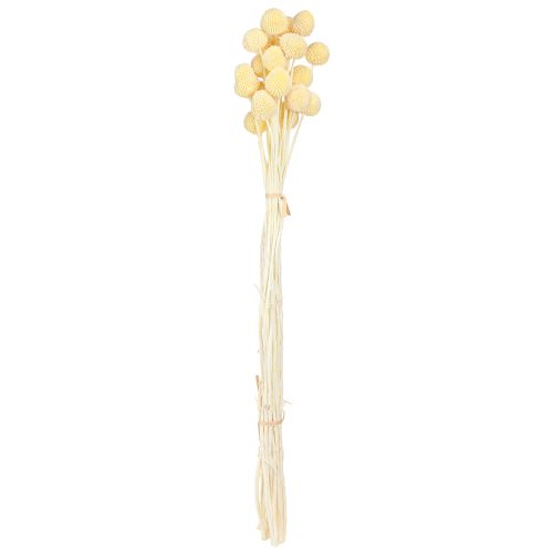 Article Craspédie globuleuse séchée teintée Crème 50-55cm 20pcs