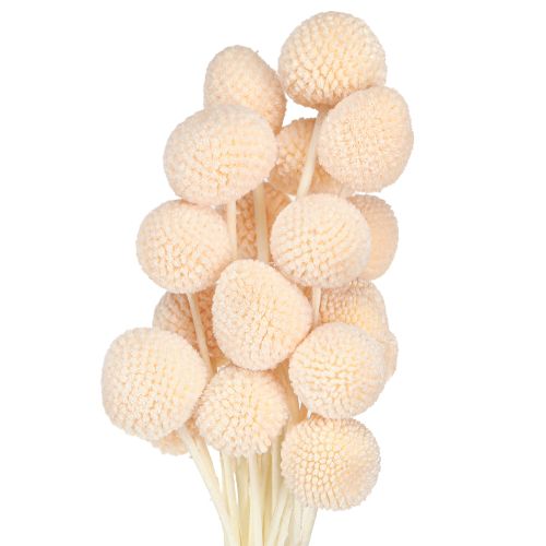 Floristik24 Baguettes de tambour teintées Craspedia Pêche 50-55 cm 20 pièces