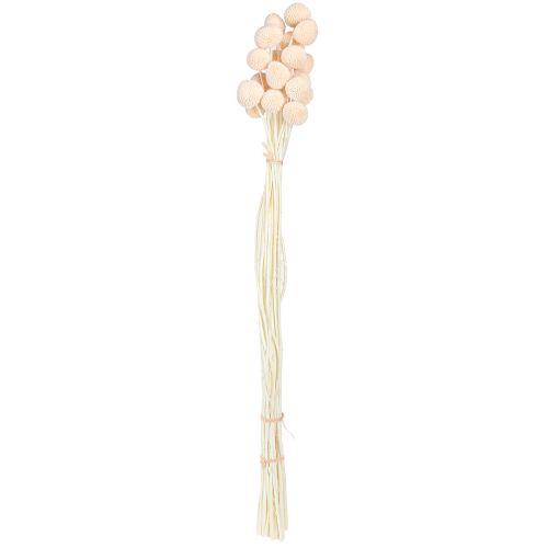 Article Baguettes de tambour teintées Craspedia Pêche 50-55 cm 20 pièces