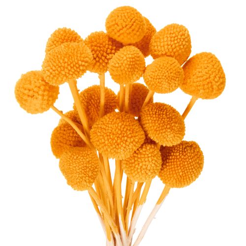 Craspedia séchée bouquet 55 cm orange 20 tiges acheter | Floristik24.fr