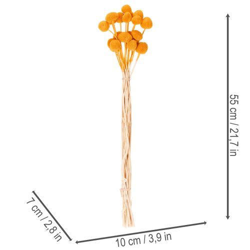 Craspedia séchée bouquet 55 cm orange 20 tiges | Floristik24.fr