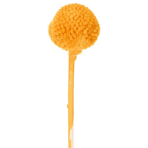 Craspedia séchée bouquet 55 cm orange 20 tiges | Floristik24.fr