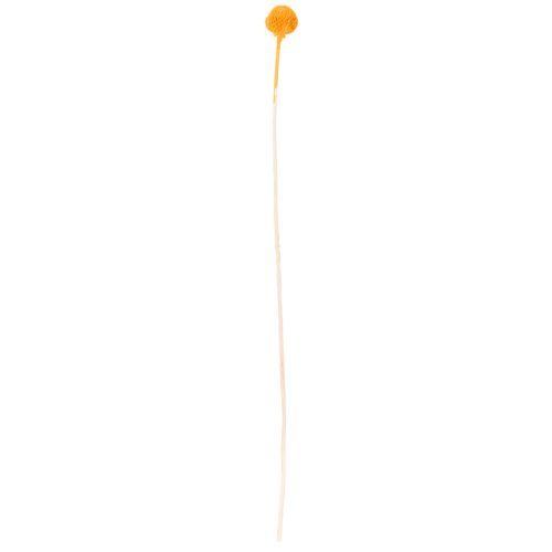 Craspedia séchée bouquet 55 cm orange 20 tiges | Floristik24.fr