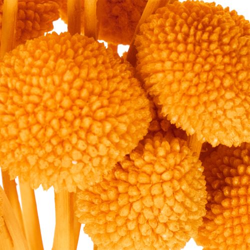 Craspedia séchée bouquet 55 cm orange 20 tiges | Floristik24.fr