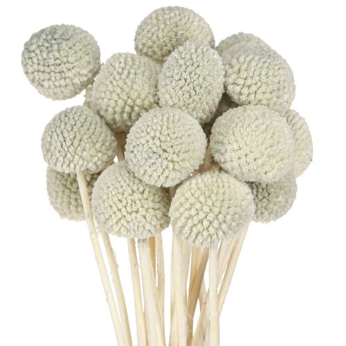 Article Craspedié globuleuse Déco séchée Gris 50-55cm 20pcs