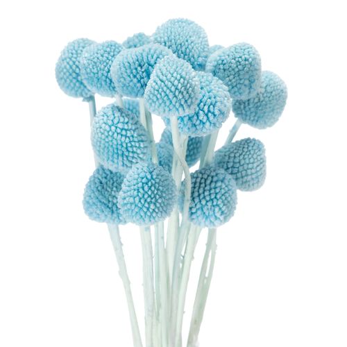 Décoration de fleurs séchées Craspedia pour vase, style minimaliste, décoration estivale longue durée, 55 cm, lot de 20