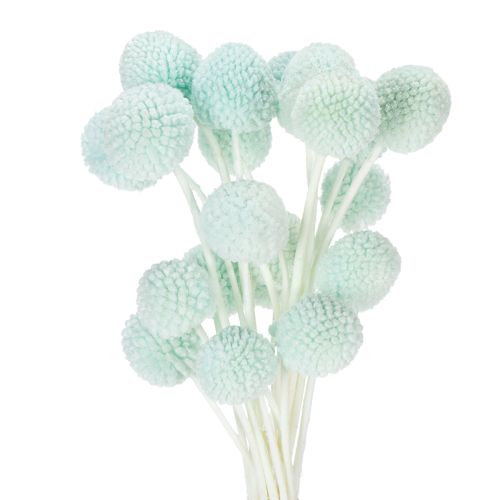 Fleurs de Craspedia séchées, bouquet décoratif pour salon, décoration de table, mariage, 55 cm, 20 pièces