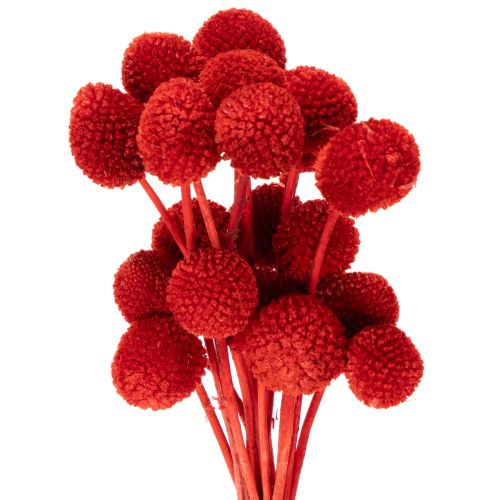 Fleurs séchées Craspedia rouges, tiges longues 55 cm, lot de 20 acheter | Floristik24.fr