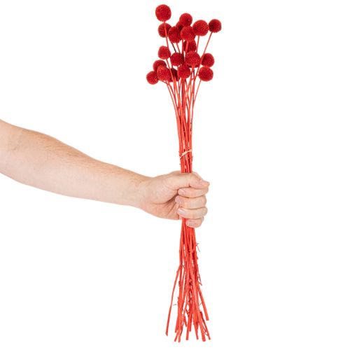 Fleurs séchées Craspedia rouges, tiges longues 55 cm, lot de 20 | Floristik24.fr