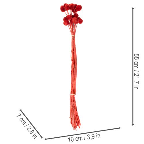 Fleurs séchées Craspedia rouges, tiges longues 55 cm, lot de 20 | Floristik24.fr