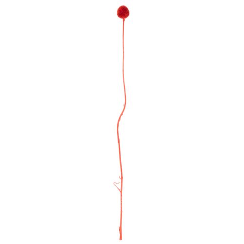 Fleurs séchées Craspedia rouges, tiges longues 55 cm, lot de 20 | Floristik24.fr