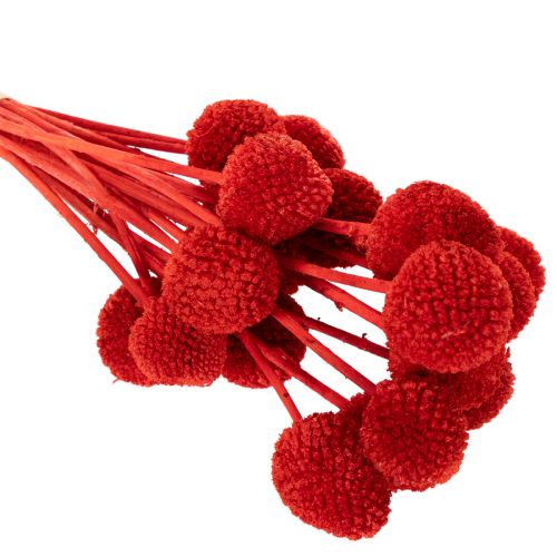 Fleurs séchées Craspedia rouges, tiges longues 55 cm, lot de 20 | Floristik24.fr