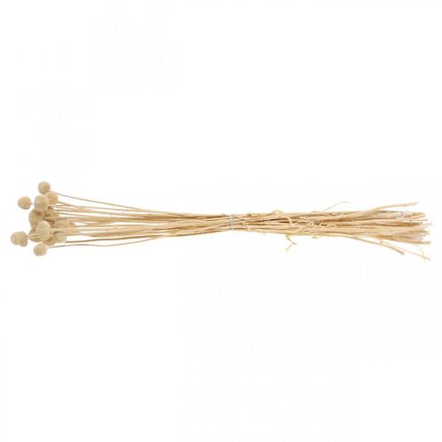 Article Craspedia pilons de crème séchée fleuriste sèche 20 pcs