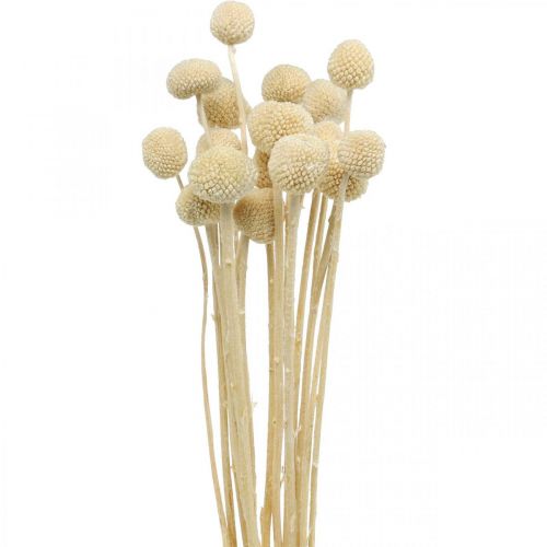 Article Craspedia pilons de crème séchée fleuriste sèche 20 pcs