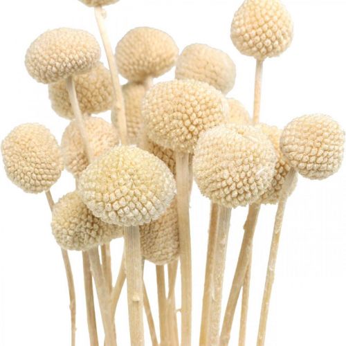 Article Craspedia pilons de crème séchée fleuriste sèche 20 pcs