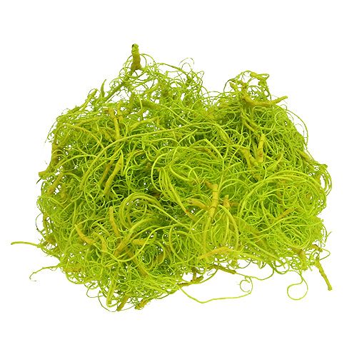 Floristik24 Mousse frisée vert clair 350g