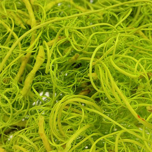 Floristik24 Mousse frisée vert clair 350g