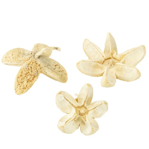 Floristik24 Fleur décorative blanchie 12 pcs