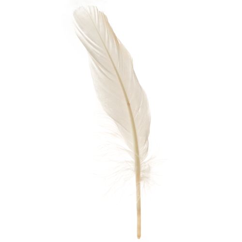 Floristik24 Plumes décoratives véritables plumes d&#39;oiseaux champagne 20g