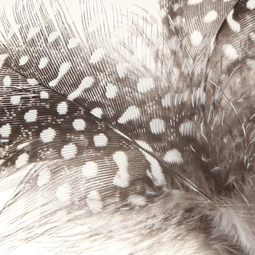Article Plumes Décoratives Pintade Pointillées sur Bâton Naturel L35cm 12 Pcs