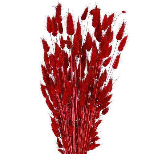 Floristik24 Herbe décorative Lagurus rouge, fleurs séchées, queue de lapin, 50g