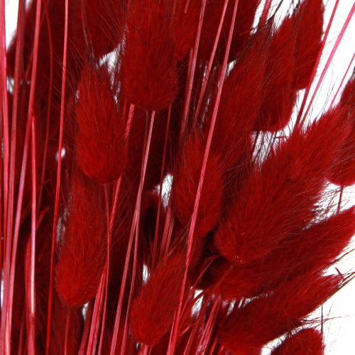 Floristik24 Herbe décorative Lagurus rouge, fleurs séchées, queue de lapin, 50g
