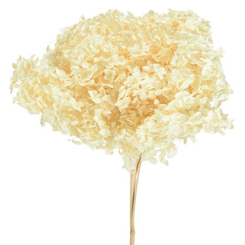 Hortensia décoratif crème véritable fleur préservée Ø20cm 1 pièce