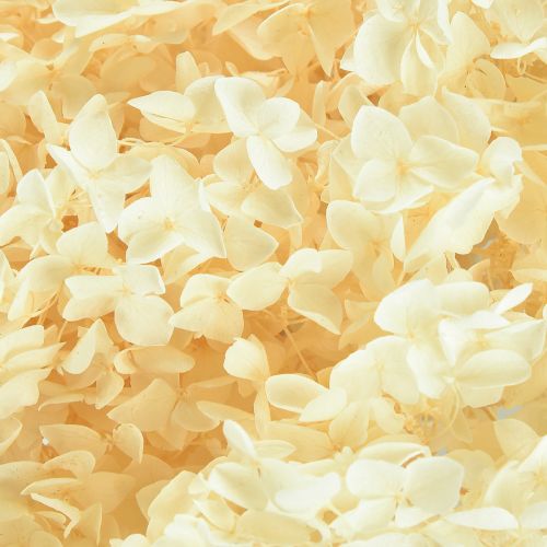 Article Hortensia décoratif crème véritable fleur préservée Ø20cm 1 pièce