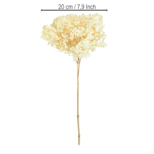 Article Hortensia décoratif crème véritable fleur préservée Ø20cm 1 pièce