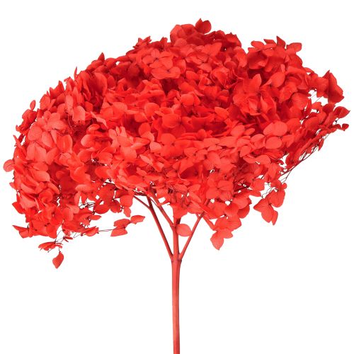 Hortensia décoratif séché préservé rouge Ø 20 cm 1 pièce