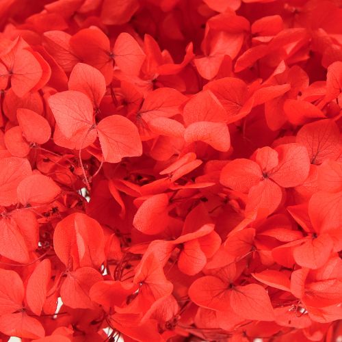 Floristik24 Hortensia décoratif séché préservé rouge Ø 20 cm 1 pièce